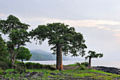Afrikanischer Affenbrotbaum oder Baobab (Adansonia digitata), Nordküste der Insel Sao Tome, Republik São Tomé und Príncipe, Afrika