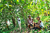 Family harvesting of cocoa pods, village of Praia das Conchas, in the northern part of Sao Tome Island, Republic of Sao Tome and Principe,Africa