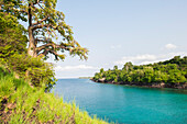 Afrikanischer Affenbrotbaum oder Baobab (Adansonia digitata, Bucht Lagoa Azul, Nordküste der Insel Sao Tome, Republik São Tomé und Príncipe, Afrika