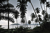 Palm trees at dusk, Small Rolas (turtledove) island in the south of Sao Tome Island, Republic of Sao Tome and Principe,Africa