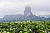 African oil palm plantation with the Pico Cao Grande (Great Dog Peak) in the background,southern part of Sao Tome Island, Republic of Sao Tome and Principe,Africa