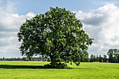  Large oak tree in a meadow near Gulbene, Latvia 