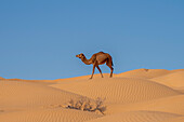 Kamel in der Wüste, Marokko, Afrika