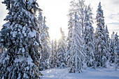 Snow covered sprucetree in Rissitunturi national park Finland