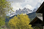 Bauernhöfe im Frühling vor Geisler Gruppe, im Villnößtal, Dolomiten, Trentino-Südtirol, Italien
