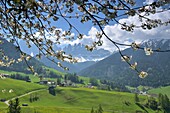 near St. Magdalena in the Villnößtal Valley, Geisler Group, Dolomites, South Tyrol, Italy 