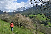Wanderweg bei St. Magdalena mit den Geislerspitzen, Geislergruppe, Villnößtal, Dolomiten, Trentino-Südtirol, Italien