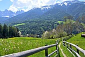  near St. Peter in the Villnößtal, Geisler Group, Dolomites, South Tyrol, Italy 