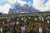 Krokuswiese (Crocus) unter der Geisler Gruppe, Villnößtal, Dolomiten, Trentino-Südtirol, Italien