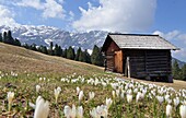 Krokuswiese (Crocus) am Würzjoch unter dem Peitlerkofel in der Geisler Gruppe, Dolomiten, Trentino-Südtirol, Italien