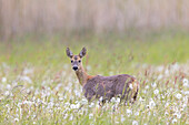  Roe deer, Capreolus capreolus, doe in a meadow with dandelions, May, Schleswig-Holstein, Germany 