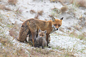  Red fox, Vulpes vulpes, female nursing pups, spring, Mecklenburg-Western Pomerania, Germany 