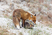  Red fox, Vulpes vulpes, female with pups, spring, Mecklenburg-Western Pomerania, Germany 