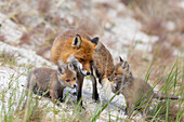  Red fox, Vulpes vulpes, female with pups, spring, Mecklenburg-Western Pomerania, Germany 