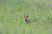  Red fox, Vulpes vulpes, in a meadow, Schleswig-Holstein, Germany 