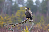  White-tailed eagle, Haliaeetus albicilla, juvenile sitting on a branch in a moor, Smaland, Sweden 