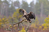  White-tailed eagle, Haliaeetus albicilla, juvenile sitting on a branch in a moor, Smaland, Sweden 