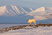  Reindeer, Rangifer tarandus, in snowy landscape, winter, Svalbard, Norway 
