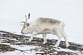  Reindeer, Rangifer tarandus, in snowy landscape, winter, Svalbard, Norway 