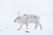 Reindeer, Rangifer tarandus, in snowy landscape, winter, Svalbard, Norway 