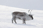  Reindeer, Rangifer tarandus, in snowy landscape, winter, Svalbard, Norway 