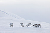  Reindeer, Rangifer tarandus, in snowy landscape, winter, Svalbard, Norway 