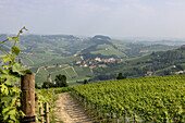  Vineyards and hills in the Barolo wine region, Langhe, Piedmont, Italy 