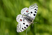 Roter Apollo, Apollofalter (Parnassius apollo), an einem Grashalm, Kärnten, Österreich