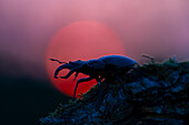  Stag beetle, Lucanus cervus, male in the evening sun, Thuringia, Germany 