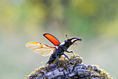 Hirschkäfer (Lucanus cervus), Männchen mit ausgebreiteten Flügeln, Thüringen, Deutschland