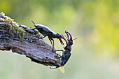 Zwei Hirschkäfer (Lucanus cervus) am Baumstamm, Portrait, Männchen, Thüringen, Deutschland