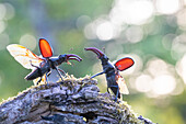 Zwei Hirschkäfer (Lucanus cervus) am Baumstamm im Gegenlicht, Portrait, Männchen, Thüringen, Deutschland