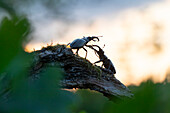 Zwei Hirschkäfer (Lucanus cervus) am Baumstamm im Gegenlicht, Portrait, Männchen, Thüringen, Deutschland