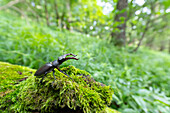 Hirschkäfer (Lucanus cervus) im Wald, Portrait, Männchen, Thüringen, Deutschland