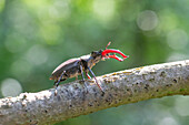 Hirschkäfer (Lucanus cervus) auf Ast im Gegenlicht, Portrait, Männchen, Thüringen, Deutschland