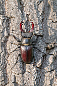 Hirschkäfer (Lucanus cervus) am Baumstamm, Portrait, Männchen, Thüringen, Deutschland