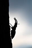 Hirschkäfer (Lucanus cervus) am Baumstamm im Gegenlicht, Portrait, Männchen, Thüringen, Deutschland