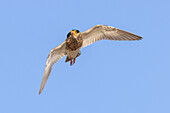  Ruff, Philomachus pugnax, flying male in breeding plumage, Lapland, Sweden 