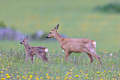  Roe deer, Capreolus capreolus, doe with small fawn, Mecklenburg-Western Pomerania, Germany 