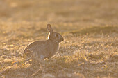 Wildkaninchen (Oryctolagus cuniculus) im Abendlicht, adultes Kaninchen, Schleswig-Holstein, Deutschland