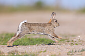  Wild rabbit, Oryctolagus cuniculus, fleeing rabbit, Schleswig-Holstein, Germany 