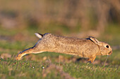  Wild rabbit, Oryctolagus cuniculus, fleeing rabbit, Schleswig-Holstein, Germany 
