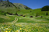  Alpine panorama with mountain meadows, wildflowers, and alpine huts, Mürren, Lauterbrunen, Bernese Oberland, Switzerland 