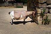  Goat standing against stone wall in sunny enclosure, Hannover Zoo, Germany 