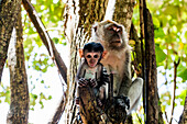 Makaken (Macaca), Affen mit Jungtier auf Baum, Ao Nang Beach, Ao Nang, Phang Nga Bucht, Krabi, Thailand, Südostasien