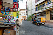 Dösende und zufriedene Hauskatze (Felis catus) mit Body, Bangkok, Thailand, Asien