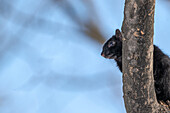 Eastern grey squirrel on a tree branch