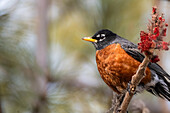 Wanderdrossel (Turdus migratorius) im frühen Frühling, Tommy Thompson Park, Toronto, Kanada