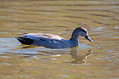 Male gadwall on a lake