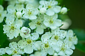 Dotted hawthorn flowers